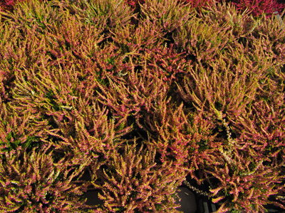 Stacks Image 1806